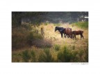 Horse family