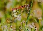 Libellule