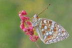 Argynnis niobe
