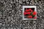 Slovenia img.073