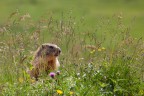 ..marmotta..