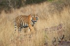 Parco di Ranthambhore, India 2019