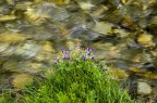 Fiori di montagna
