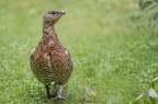 Bayerischerwald (parco nella foresta bavarese)