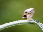 Micromondo