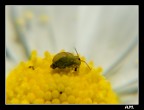 pidocchio su margherita