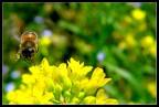 foto scattata con canon A85 con kit lenti close up