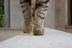 Sfilata felina