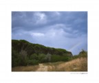 Rainbow in summer