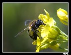 ape su fiore