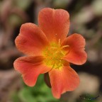 Portulaca