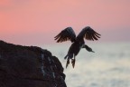 Cormorano al tramonto
