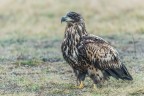 Un' immagine ravvicinata di questo splendido esemplare di giovane aquila di mare coda bianca. Lo scatto  stato effettuato in Polonia a dicembre dello scorso anno.
A voi commenti e critiche