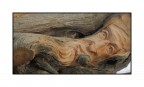 legno ....vivo