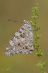 La-cardui_DSC8149