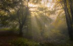 SECRET FOREST