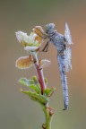 Canon 6d markII - ob. macro Sigma Apo 180mm. - f/14 - 1/6 sec. ISO 250 treppiedi.