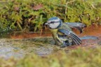 Il-bagnetto_DSC8435