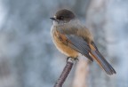 Ghiandaia siberiana