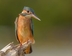 Martin Pescatore al vento