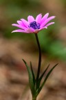 Eleganza nel bosco