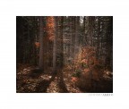 Autumn stories