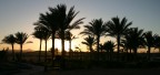 Palme