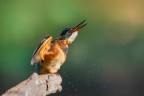 La srollata della Martina