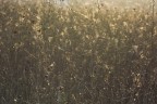 Golden texture