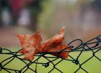autunno