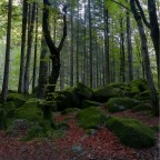Il bosco delle fate