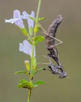Canon 6d markII - ob. Sigma 180mm. - f/13 . 0,8 - ISO 100 treppiedi