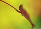 Dettaglio d'autunno