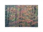 P.N della Sila. Autunno 2019