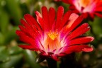un piccolo fiore ( 1 cm di diametro ) di una pianta grassa ,
non chiedetemi il nome il cartoncino di quando l'ho presa l'ho buttato e la memoria.