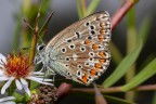 Giornata nuvolosa obiettivo macro, flash  senza cavalletto