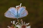 un'altra macro con flash e a mano libera.