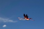 Fenicotteri sui cieli di Comacchio