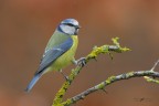 Cinciarella-sotto-la-pioggia_DSC3119