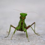 Mantide religiosa