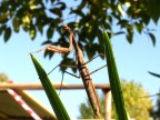 uno dei miei primi scatti, con la Nikon Coolpix 8400.. ..consigli e critiche sempre benvenuti