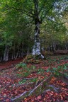 Albero autunnale