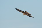 Nibbio reale (Milvus milvus)