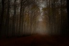 la strada nel bosco