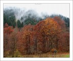 alberi come pennelli per disegnare la nebbia che scende... alberi come pennelli per disegnare la nebbia che scende...