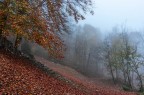 Nel Bosco