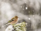 Sotto la.neve Sotto la.neve