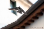 Volo ravvicinato