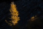 Gialle ombre di colore