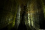 Blair witch project